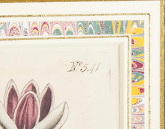 Set of 4 Hand Colored Botanical Prints by William Curtis