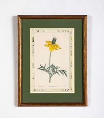 Set of 4 Hand Colored Botanical Prints by William Curtis