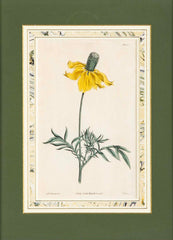 Set of 4 Hand Colored Botanical Prints by William Curtis