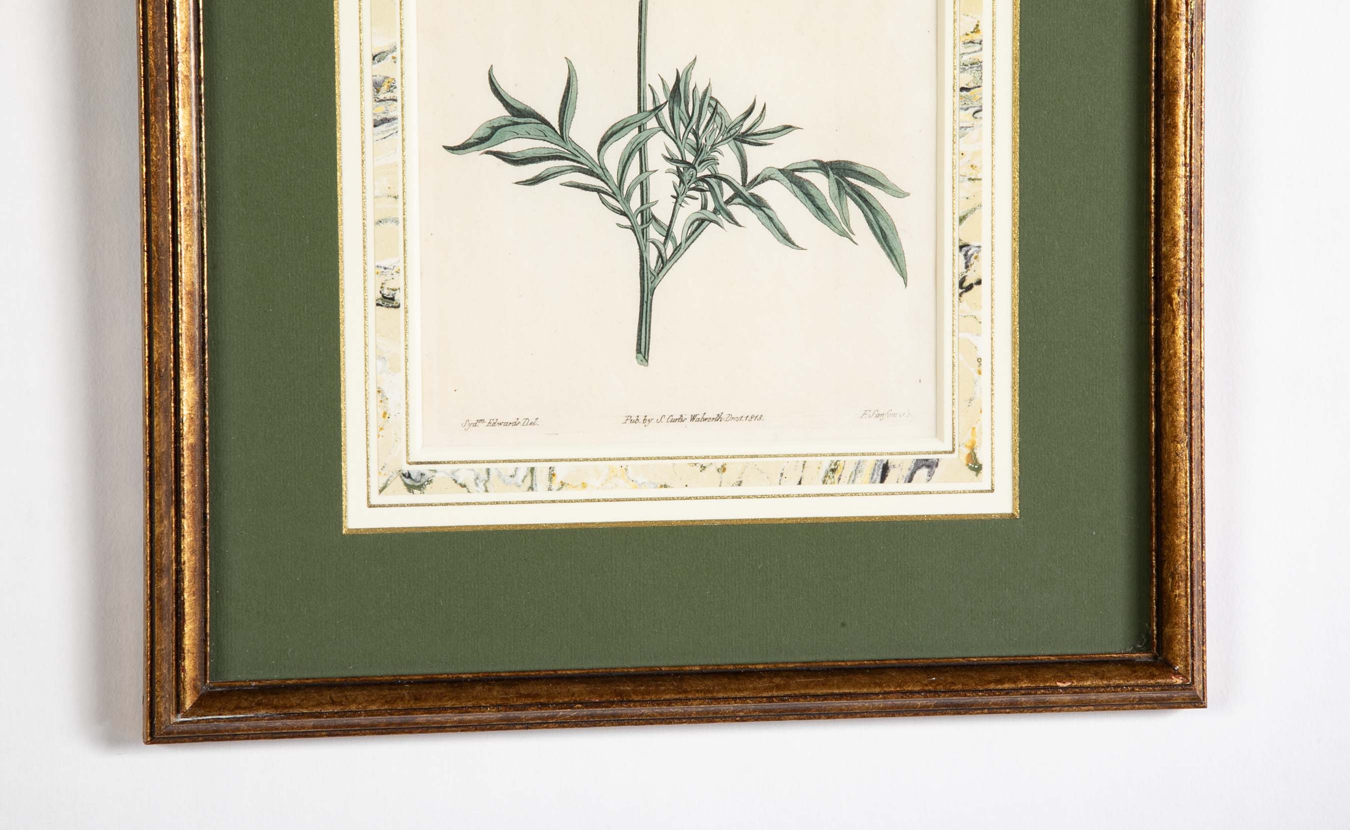 Set of 4 Hand Colored Botanical Prints by William Curtis