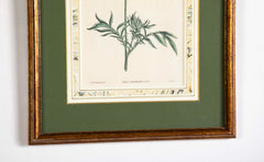 Set of 4 Hand Colored Botanical Prints by William Curtis