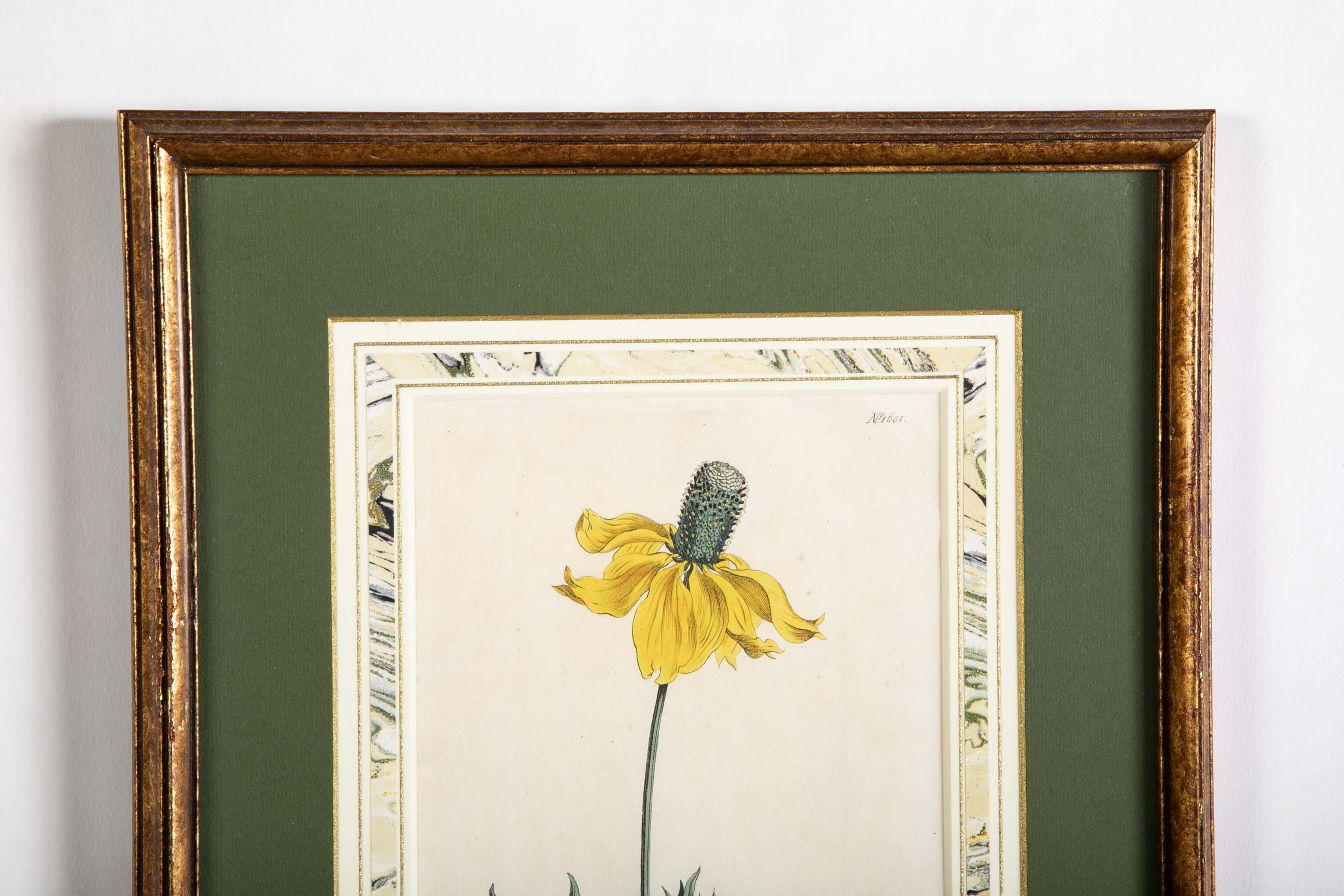 Set of 4 Hand Colored Botanical Prints by William Curtis