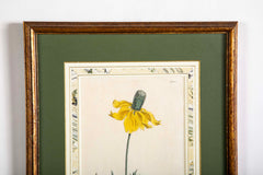 Set of 4 Hand Colored Botanical Prints by William Curtis