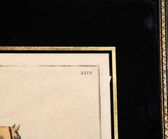 Set of Six 18th Century Hand Colored Prints of Horses by Baron D'Eisenberg