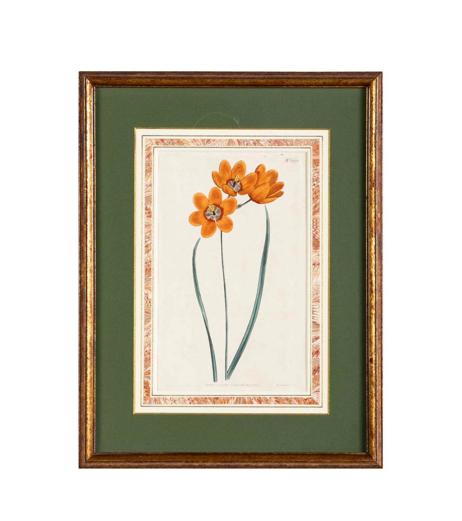 Set of 4 Hand Colored Botanical Prints by William Curtis