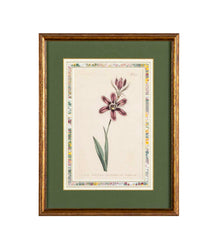 Set of 4 Hand Colored Botanical Prints by William Curtis