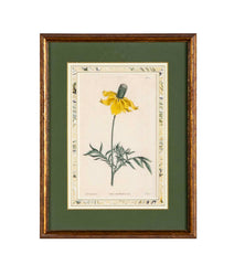 Set of 4 Hand Colored Botanical Prints by William Curtis