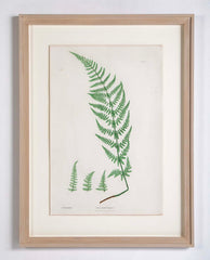 Thomas Moore Print from "The Ferns of Great Britain and Ireland" in Custom Cedar Frame
