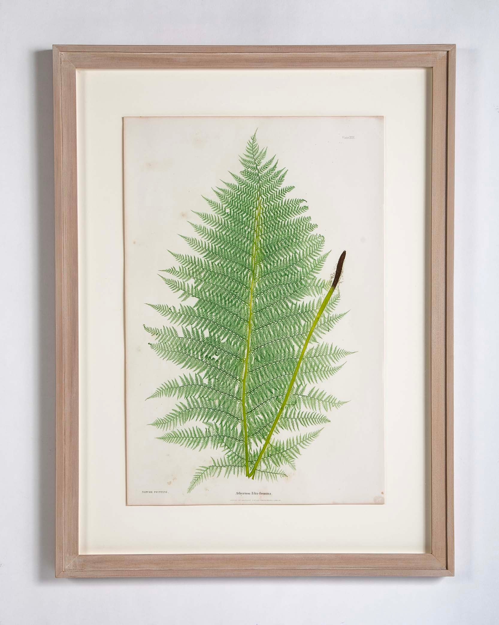 Thomas Moore prints of pressed ferns in Cedar frames
