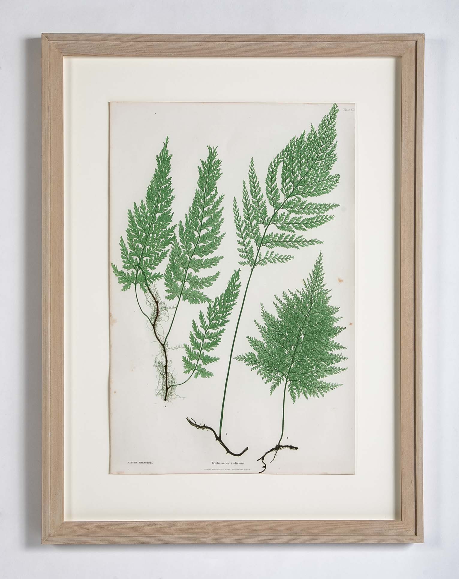 Thomas Moore Print from "The Ferns of Great Britain and Ireland" in Custom Cedar Frame