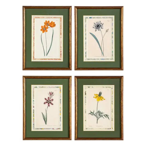 Set of 4 Hand Colored Botanical Prints by William Curtis