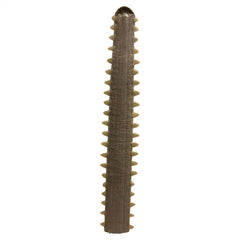Mid-Century Modern Sawfish Bill on Lucite Base