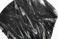 Orthoceras Fossil Plate with Multiple Cephalopods on Modern Stand