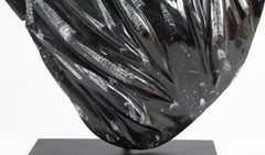 Orthoceras Fossil Plate with Multiple Cephalopods on Modern Stand