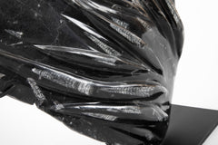 Orthoceras Fossil Plate with Multiple Cephalopods on Modern Stand