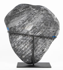 Orthoceras Fossil Plate with Multiple Cephalopods on Modern Stand