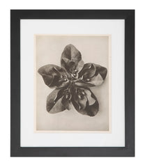12 Botanical Photogravures by Karl Blossfeldt, Berlin, 1932