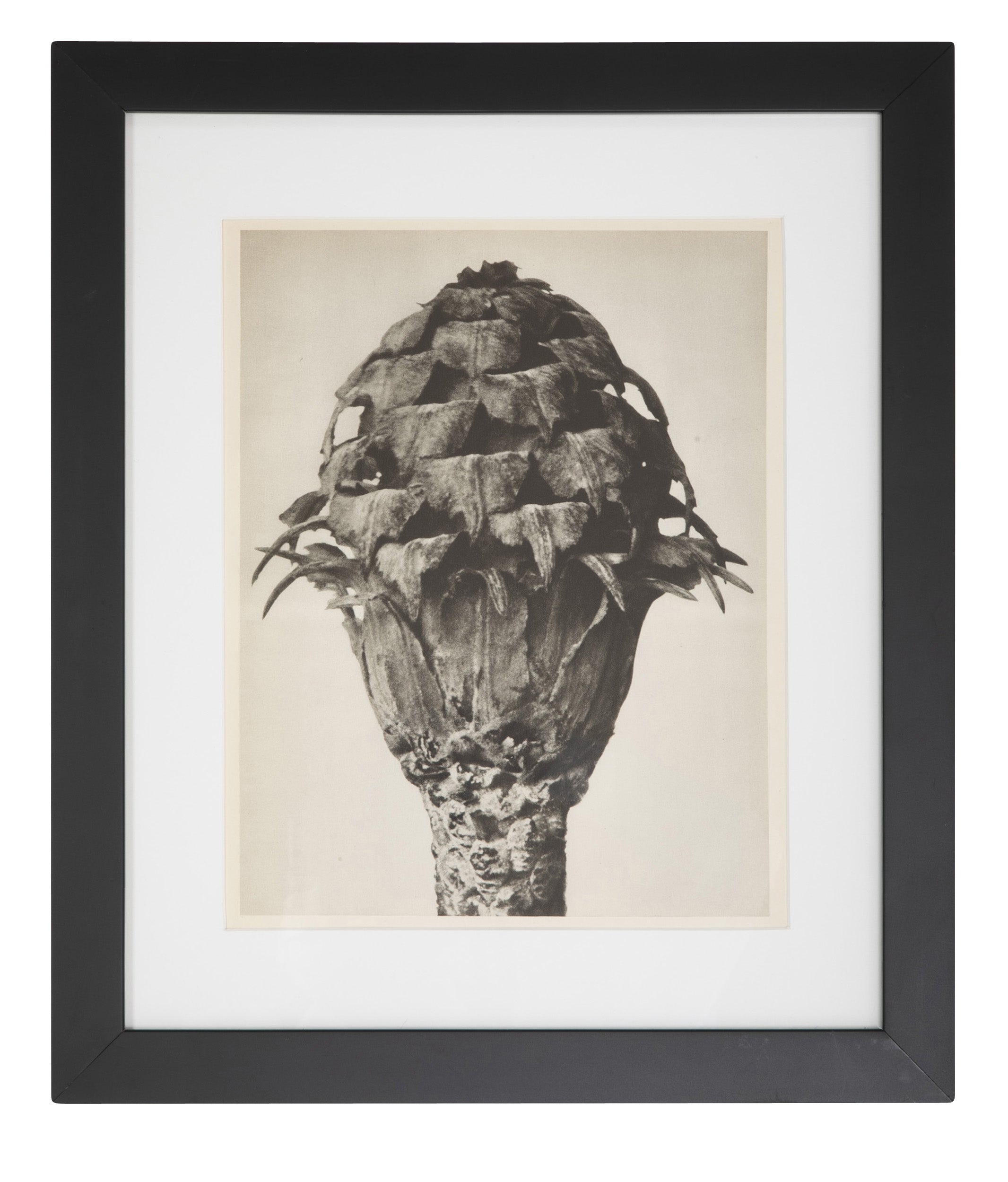 12 Botanical Photogravures by Karl Blossfeldt, Berlin, 1932 12 Botanical Photogravures by Karl Blossfeldt, Berlin, 1932