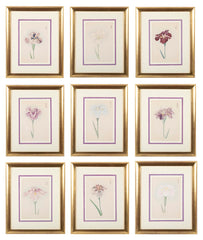 Set of Nine Japanese Hand Colored Prints of Iris