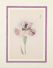 Set of Nine Japanese Hand Colored Prints of Iris