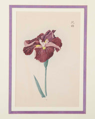 Set of Nine Japanese Hand Colored Prints of Iris