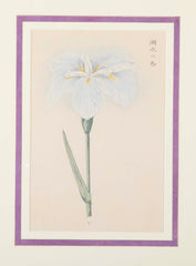 Set of Nine Japanese Hand Colored Prints of Iris