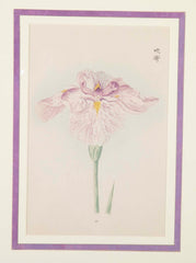 Set of Nine Japanese Hand Colored Prints of Iris