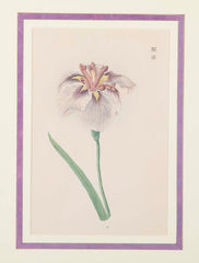 Set of Nine Japanese Hand Colored Prints of Iris