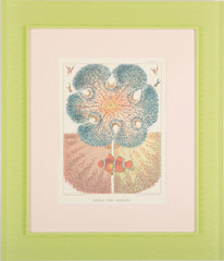 Set of Eight Chromolithographs of Australia's Great Barrier Reef