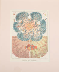 Set of Eight Chromolithographs of Australia's Great Barrier Reef