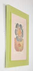 Set of Eight Chromolithographs of Australia's Great Barrier Reef