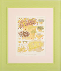Set of Eight Chromolithographs of Australia's Great Barrier Reef