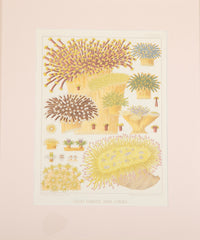 Set of Eight Chromolithographs of Australia's Great Barrier Reef