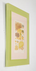 Set of Eight Chromolithographs of Australia's Great Barrier Reef