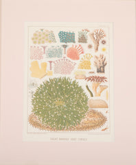 Set of Eight Chromolithographs of Australia's Great Barrier Reef