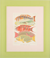 Set of Eight Chromolithographs of Australia's Great Barrier Reef