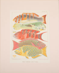 Set of Eight Chromolithographs of Australia's Great Barrier Reef