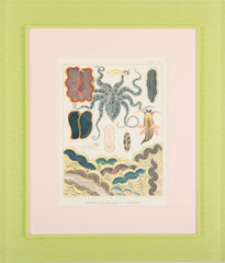 Set of Eight Chromolithographs of Australia's Great Barrier Reef