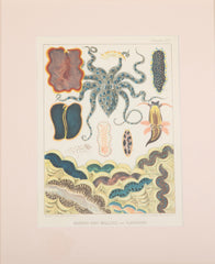 Set of Eight Chromolithographs of Australia's Great Barrier Reef