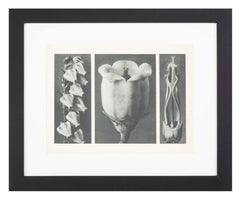 Botanical Photogravures by Karl Blossfeldt, Berlin, 1929