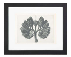 Botanical Photogravures by Karl Blossfeldt, Berlin, 1929