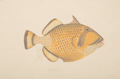 La Roche Laffitte Handpainted Fish on Silk