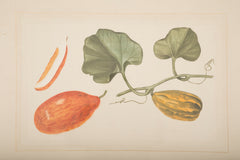 Set of Six La Roche Laffitte Handpainted Vegetables on Silk