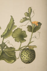 Set of Six La Roche Laffitte Handpainted Vegetables on Silk