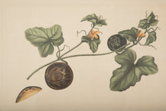 Set of Six La Roche Laffitte Handpainted Vegetables on Silk