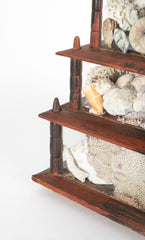 Five Tier Shell Collection from an Old Maine Estate