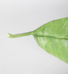 Mary Kirk Kelly Signed Ceramic Banana Leaf Tray