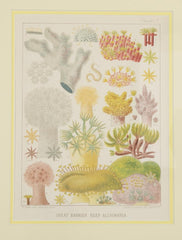Set of Six Chromolithographs of Australia's Great Barrier Reef
