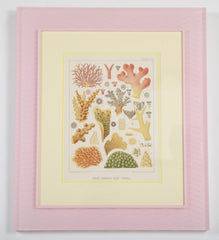 Set of Six Chromolithographs of Australia's Great Barrier Reef