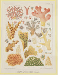 Set of Six Chromolithographs of Australia's Great Barrier Reef